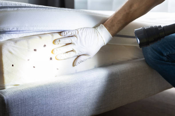 Best Cockroach Control Services  in Largo, FL