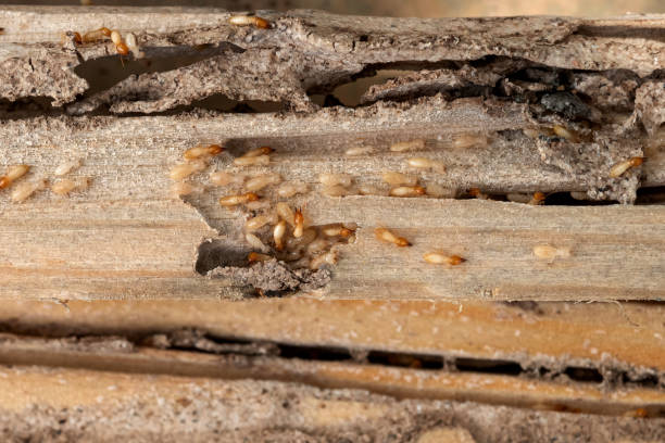 Best Affordable Pest Control Services  in Largo, FL