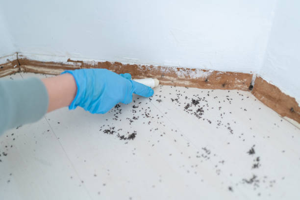 Best Flea Control Services  in Largo, FL